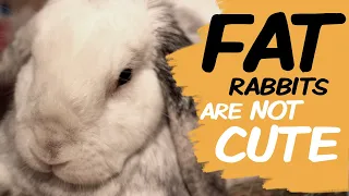 Help Your Obese Rabbit Lose Weight