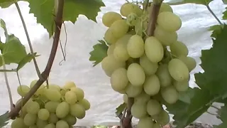 Сорт винограда "Метеорит" - сезон 2019 # Grape sort "Meteorit"