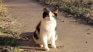 野良猫にエサをあげていた女性。仲良くなった猫が出産すると子猫を連れてくるほどの絆を結ぶ【感動】