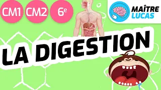 La digestion CM1 - CM2 - 6ème - cycle 3 - Sciences et technologie