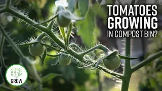 Volunteer Tomatoes Growing From Our Compost Bin