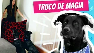 BROMA A MIS PERROS | TRUCO COBIJA MAGICA | SUSANA ORTIZ