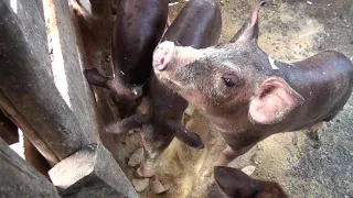 Agricultura Subsistência, Afonso Cláudio/ES