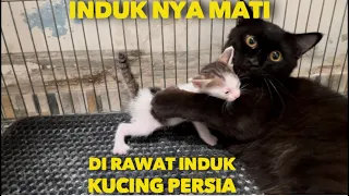 INDUKNYA MATI ANAK KUCING INI DI RAWAT INDUK KUCING PERSIA