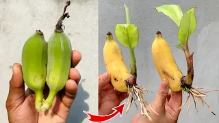 Technique for propagating bananas tree from banana fruit super fast growth 100%