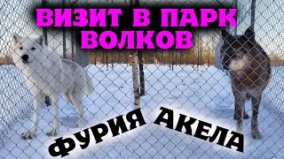 Фурия целует руки. Визит в Арктик парк к волку Акеле.