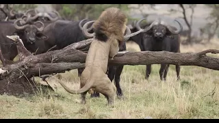 Lion forced to hide up tree by buffalo herd