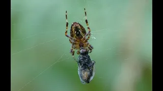 Araña Araneus diadematus Spider - Técnica de caza de moscas  -  Fly hunting technique   (4K)