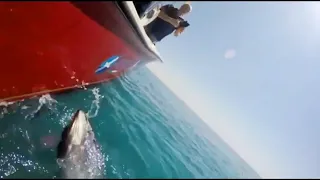 PESCA in MARE da BARCA : alla ricerca del TONNO a DRIFTING | Team Denise e canne Artico | Pesca TV