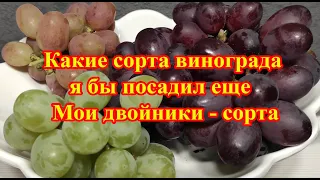 Какие сорта винограда я бы посадил еще  Мои двойники сорта