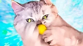 Котик симка Magic Cats НОВЫЕ ПРИКОЛЫ 2017 Смешные кошки приколы про кошек и котов 2017