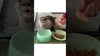 Otterinno Lunch🦦😋|Cute Otter