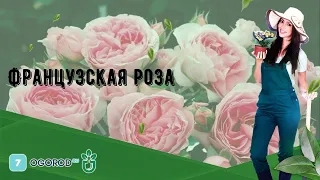 Французская роза