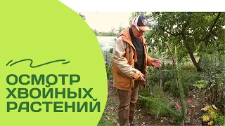 Мучаю ли я свои хвойные в прикопе? Часть 1