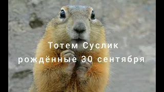 Тотем Суслик рождённые 30 сентября