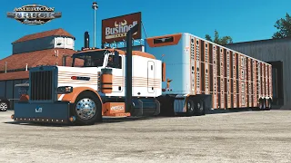 Early Morning Run | Steers to Nebraska in Peterbilt 379 with cattle hauler