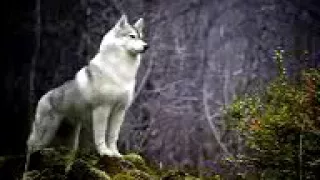 Клип на песню "Одинокая волчица"