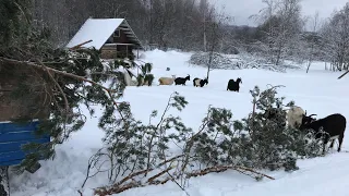 Козы прорываются по снежной целине