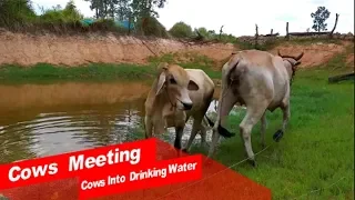 To Play Making CowsRural| My Village Cows Power | The Smart Team meeting Summer On This Village