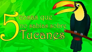 5 Cosas Que No Sabías sobre los Tucanes