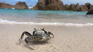 Anse Marron Tour - La Digue Seychelles 2021