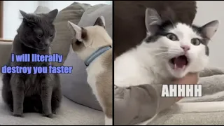 A Cat Love Story