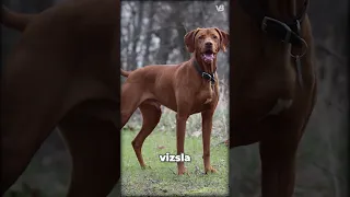 Vizsla VS Rhodesian Ridgeback - What's the Difference