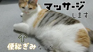 【マンチカン】猫の便秘解消の為に、お腹のマッサージをしてみた結果…