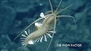 The Ocean's Most Mysterious Worms
