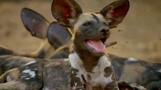 Wild Dogs - Hot Springs Pack | National Geographic Wild Documentary [Full HD 1080p]