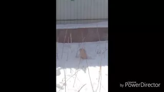 Кот ворует сало у синичек😺🐦!!! Yana_K