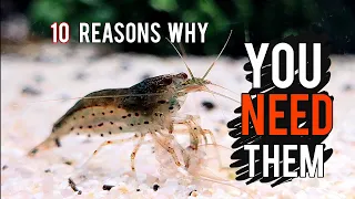 10 Reasons Why AMANO SHRIMPS are Amazing for Any Aquarium