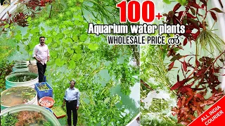 100 ലധികം water plants ഏറ്റവും കുറഞ്ഞ വിലക്ക്  ഇവിടെ നിന്നും വാങ്ങാം ! | aquarium plants malayalam