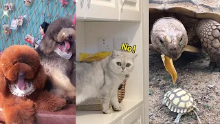 Baby Dogs and Cats - Cute and Funny Dog Pet Videos Compilation #11 | Panda Love