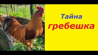 Гребень у курей и петуха. Какова его роль?   The comb of chickens and a rooster. What is its role?