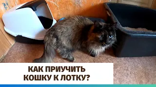 Как приучить кошку к лотку?