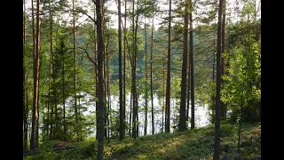 Нежный и крепкий СОН, глубокий релакс пение птиц и звуки леса