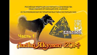 Лайки Якутии 2014 экстерьер 1