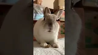 Machi eating  #rabbit #feed #eat #chewing #petlife #兔子 #進食 #吃東西 #寵物 #麻吉 #麻糬