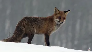 How Animals Survive the Winter (Wildlife Documentary)