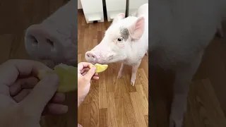 豚にレモンあげてみた！ #豚 #ブタ pig