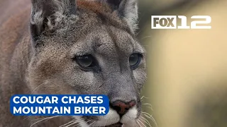 Cougar chases mountain biker on Mt. Hood