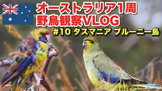 【オーストラリア1周野鳥観察】#10 タスマニア・ブルーニー島で野鳥観察(解説付き)