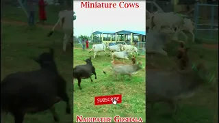 Mini Cows in my  farm 😘 #yt #ytshort #hindi #india #short #baby #cow