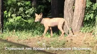 Лысая лиса бродит по Воронежу с лишаем