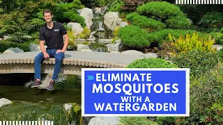 Prevent Mosquitoes in your yard with a Goldfish Pond or Water Garden Containers? Amy & Matt Explain!