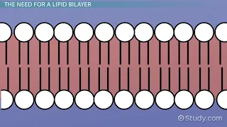 Lipid Bilayer  Definition, Structure & Function