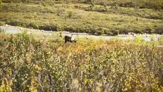 Hunting Caribou in Alaska - TWO Magnificent Bulls!