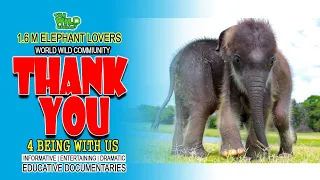 Eternal Gratitude 💐❤️ - A Special Tribute to Our #elephant  Conservation Heroes and Viewers