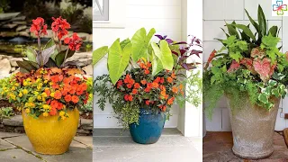 16 Stunning Heat-Loving Plant Combos for Containers
